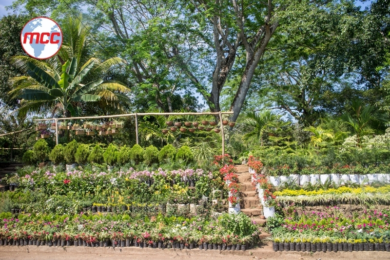 Đăng Ký Kinh Doanh Cây Cảnh