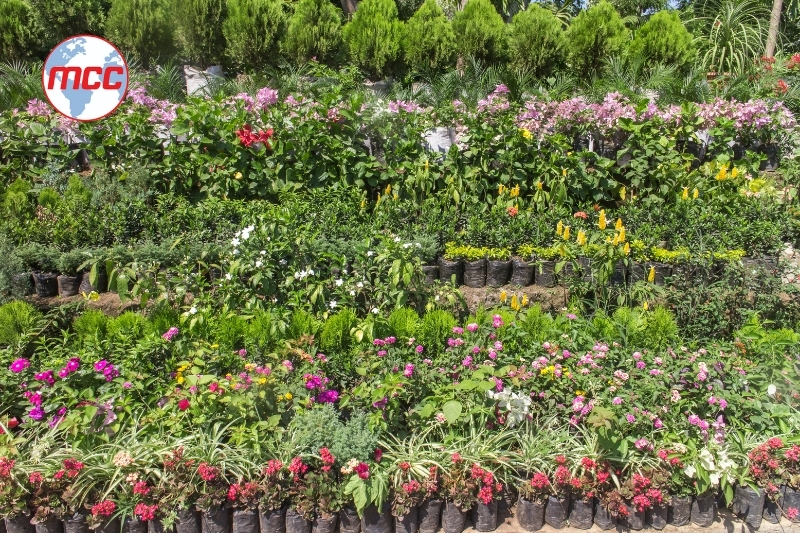 Đăng Ký Kinh Doanh Cây Cảnh