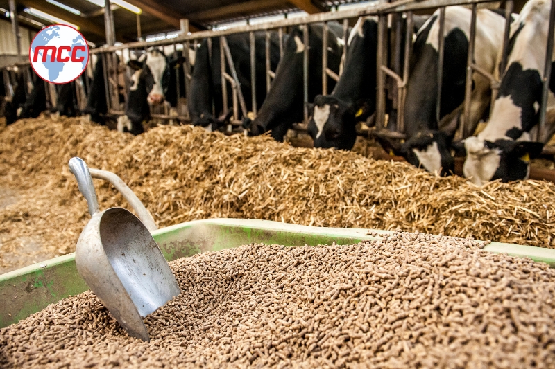 Kinh Doanh Thức Ăn Chăn Nuôi